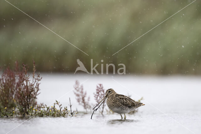 Watersnip (Gallinago gallinago)