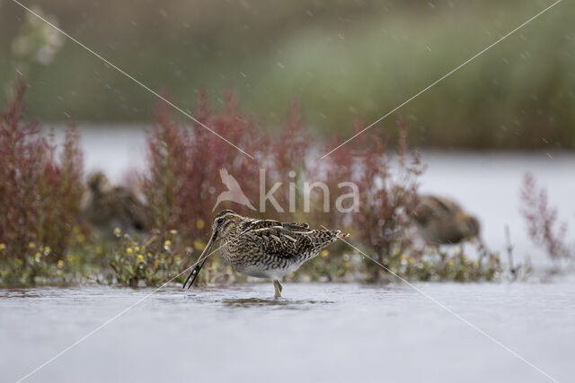 Common Snipe (Gallinago gallinago)