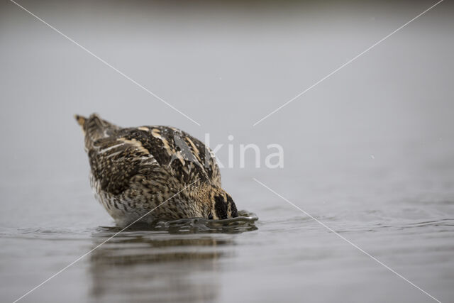 Watersnip (Gallinago gallinago)