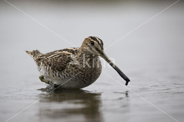 Common Snipe (Gallinago gallinago)