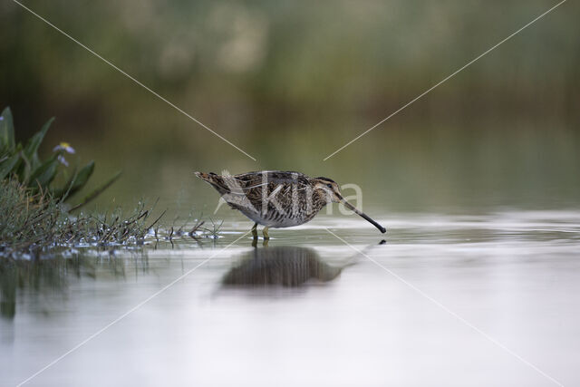 Common Snipe (Gallinago gallinago)