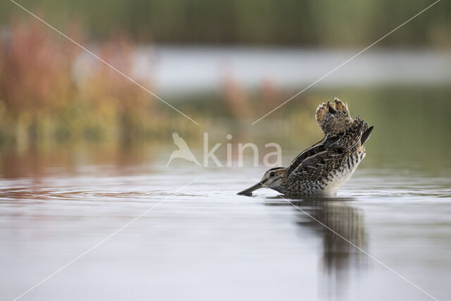 Watersnip (Gallinago gallinago)