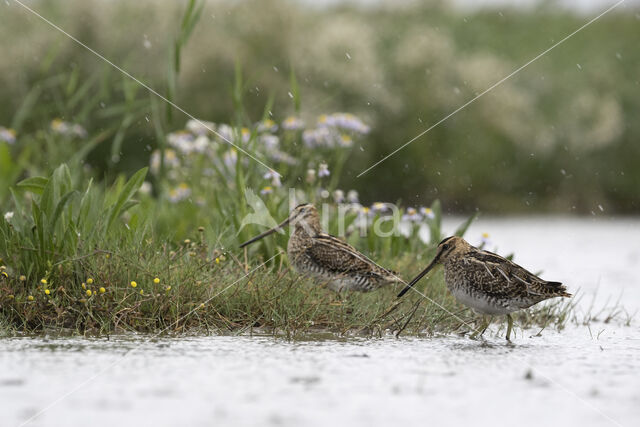 Common Snipe (Gallinago gallinago)