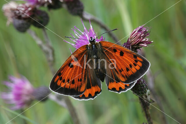 Grote vuurvlinder (Lycaena dispar)