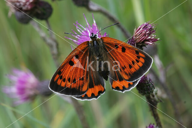 Large Copper (Lycaena dispar)