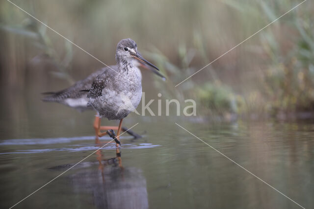 Spotted Redshank (Tringa erythropus)