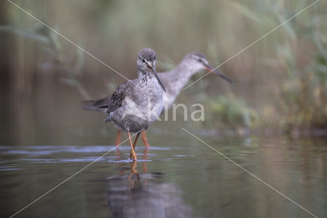 Spotted Redshank (Tringa erythropus)