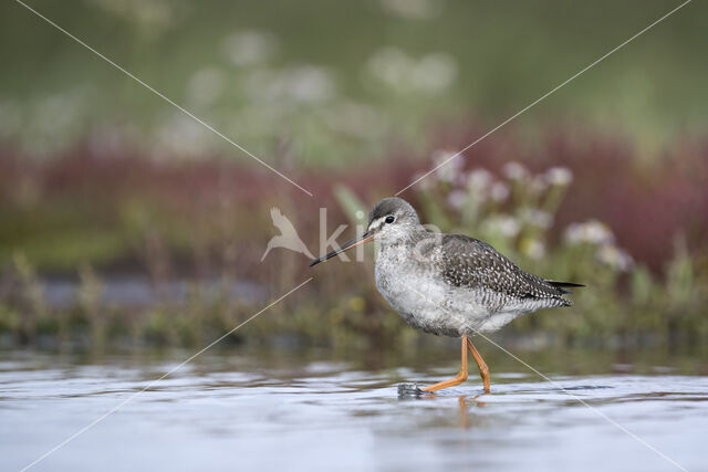 Spotted Redshank (Tringa erythropus)