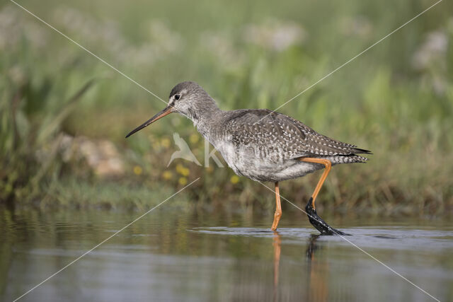 Spotted Redshank (Tringa erythropus)