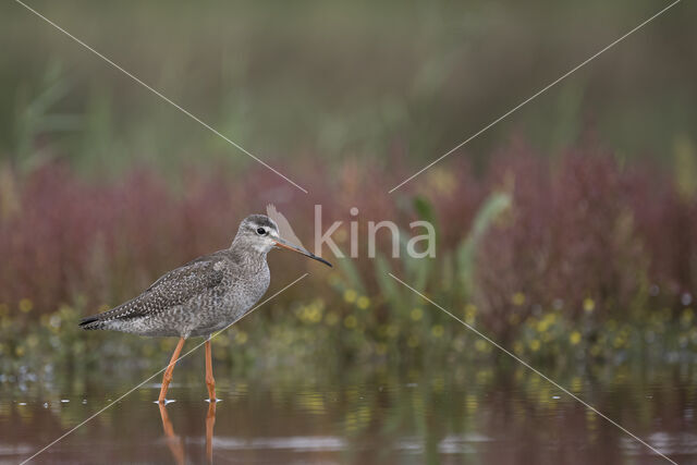 Spotted Redshank (Tringa erythropus)