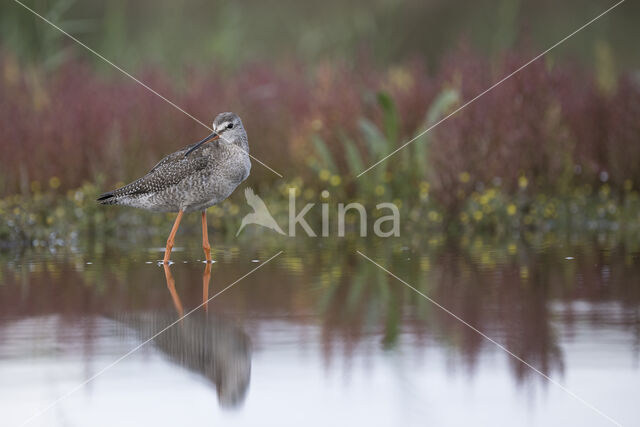 Spotted Redshank (Tringa erythropus)