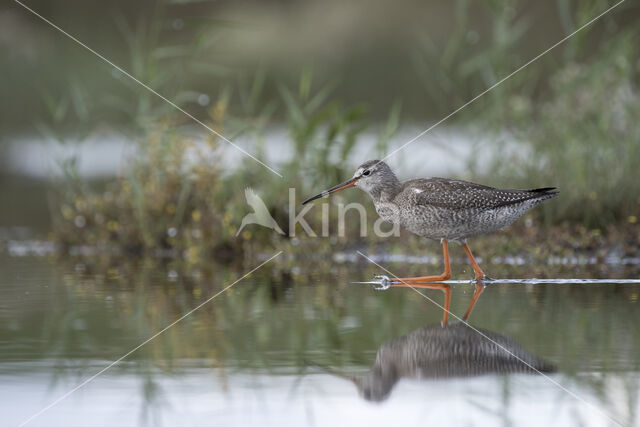 Spotted Redshank (Tringa erythropus)