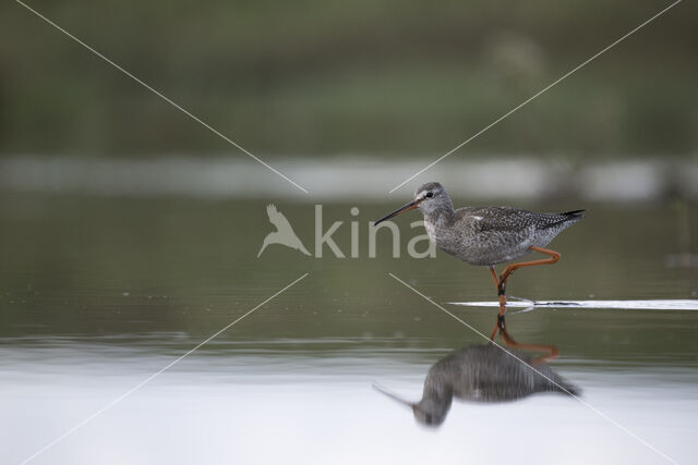 Spotted Redshank (Tringa erythropus)