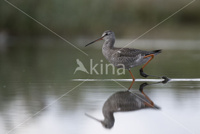 Spotted Redshank (Tringa erythropus)