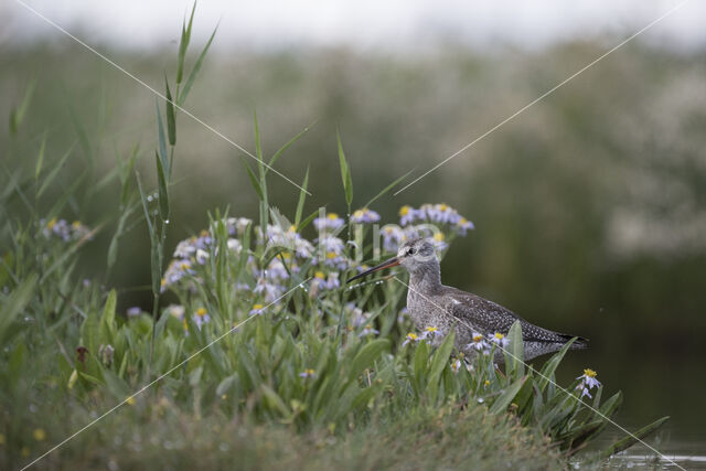 Spotted Redshank (Tringa erythropus)