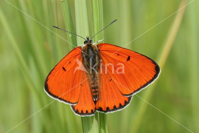 Large Copper (Lycaena dispar)