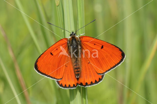 Grote vuurvlinder (Lycaena dispar)