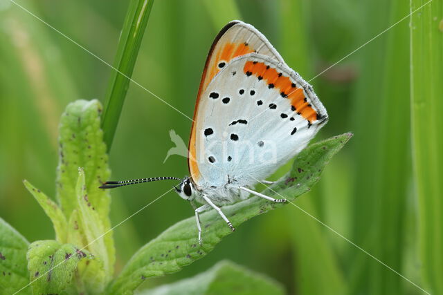 Large Copper (Lycaena dispar)