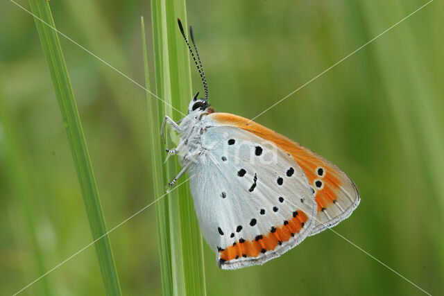 Large Copper (Lycaena dispar)