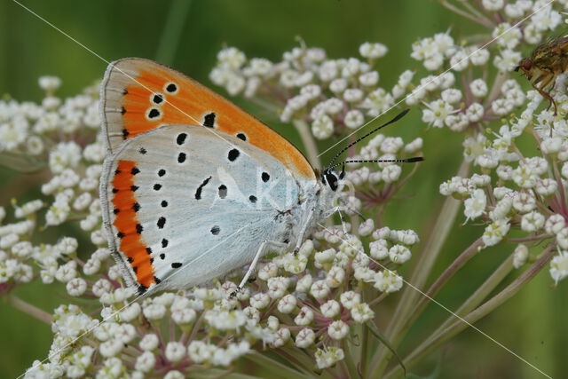 Large Copper (Lycaena dispar)