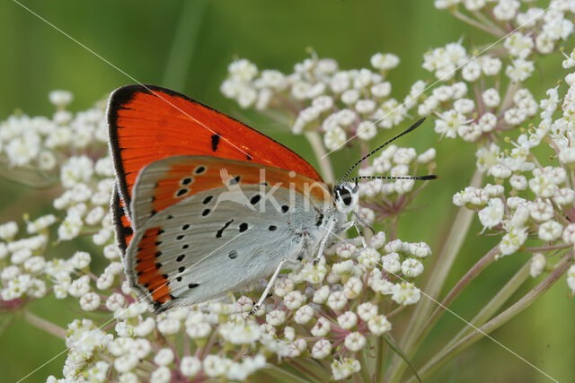 Grote vuurvlinder (Lycaena dispar)