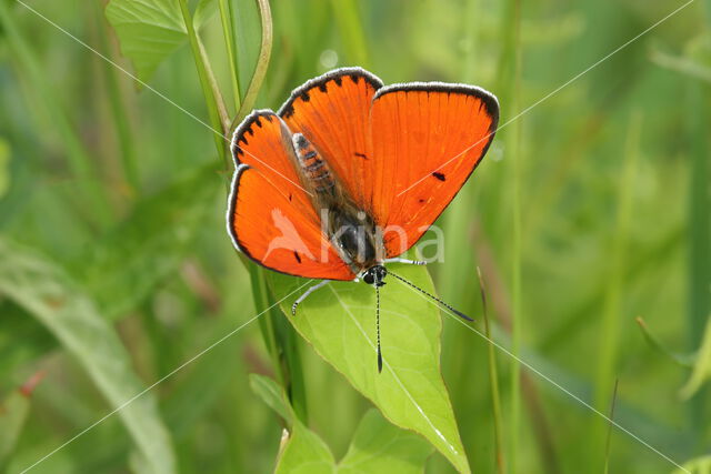 Large Copper (Lycaena dispar)