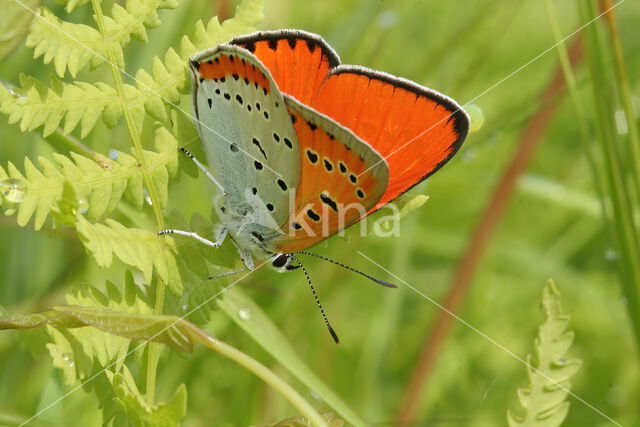 Large Copper (Lycaena dispar)