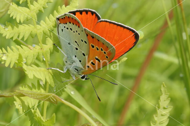 Grote vuurvlinder (Lycaena dispar)