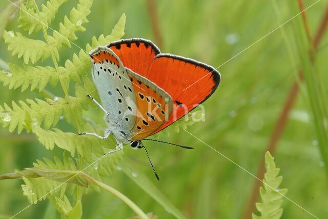 Large Copper (Lycaena dispar)