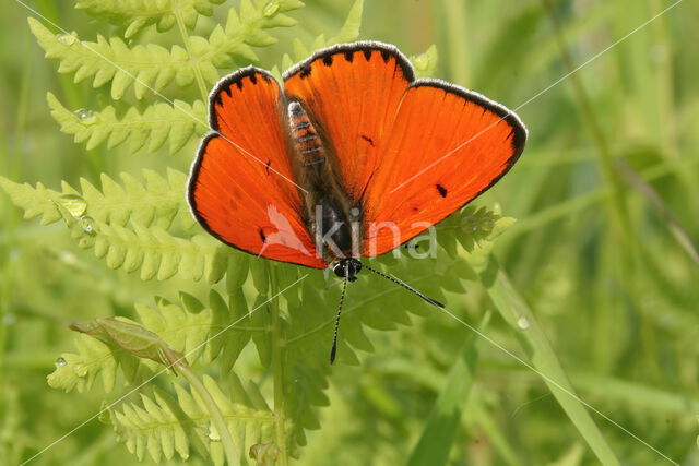 Large Copper (Lycaena dispar)