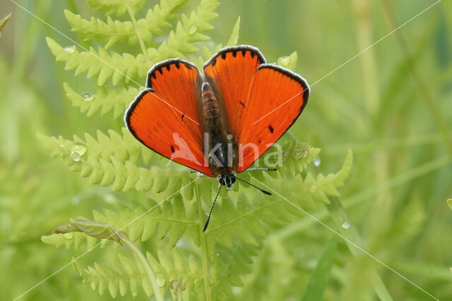 Large Copper (Lycaena dispar)