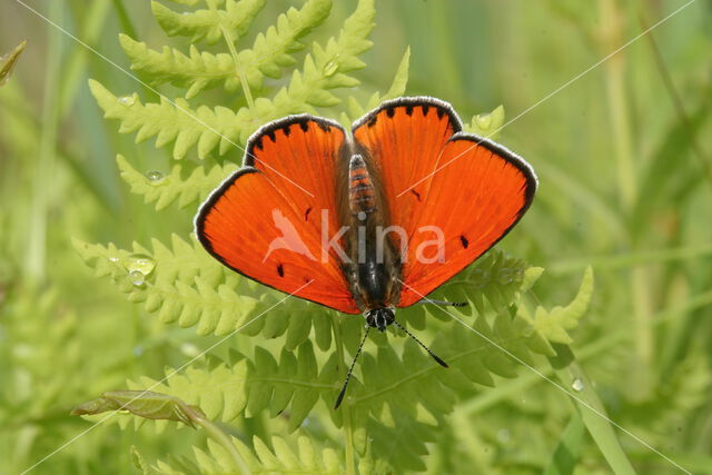 Large Copper (Lycaena dispar)