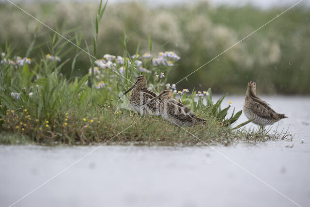 Common Snipe (Gallinago gallinago)