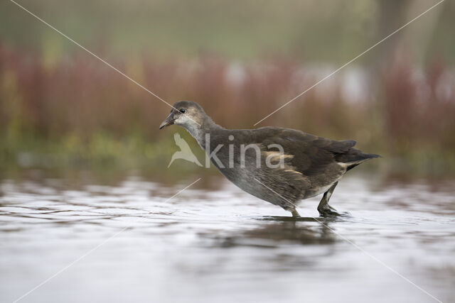 Waterhoen (Gallinula chloropus garmani)