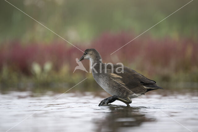 Waterhoen (Gallinula chloropus garmani)