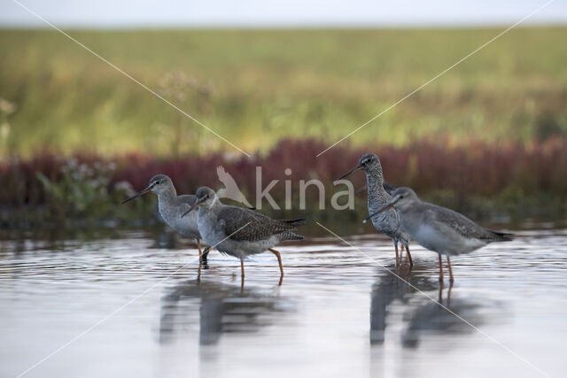 Spotted Redshank (Tringa erythropus)