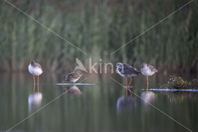 Spotted Redshank (Tringa erythropus)