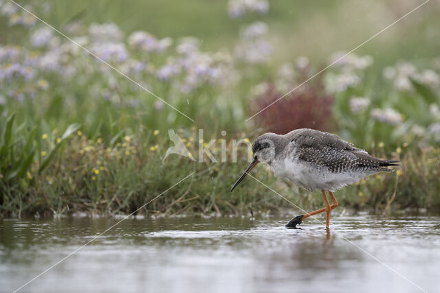 Spotted Redshank (Tringa erythropus)