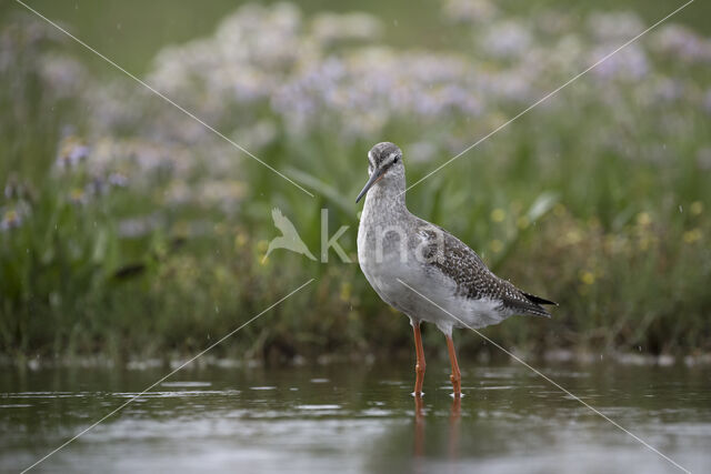 Spotted Redshank (Tringa erythropus)