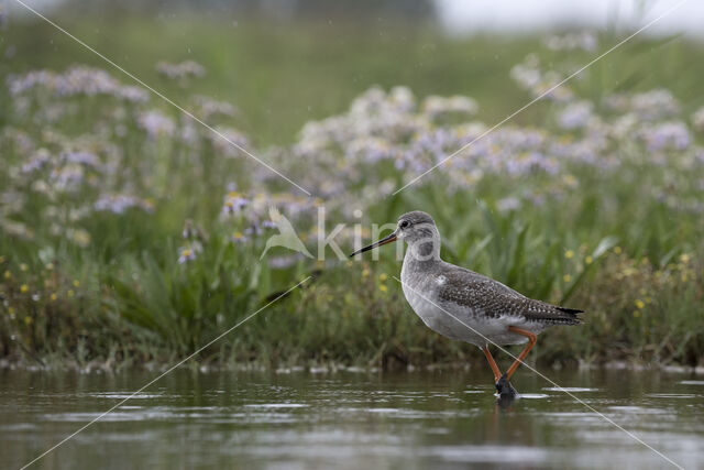 Spotted Redshank (Tringa erythropus)