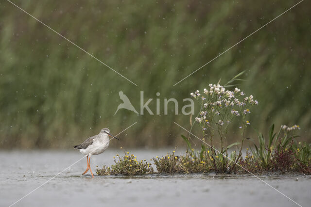 Spotted Redshank (Tringa erythropus)