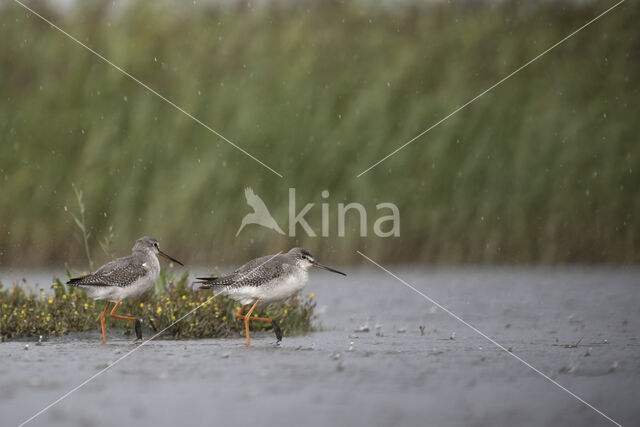 Spotted Redshank (Tringa erythropus)