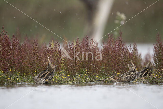 Common Snipe (Gallinago gallinago)