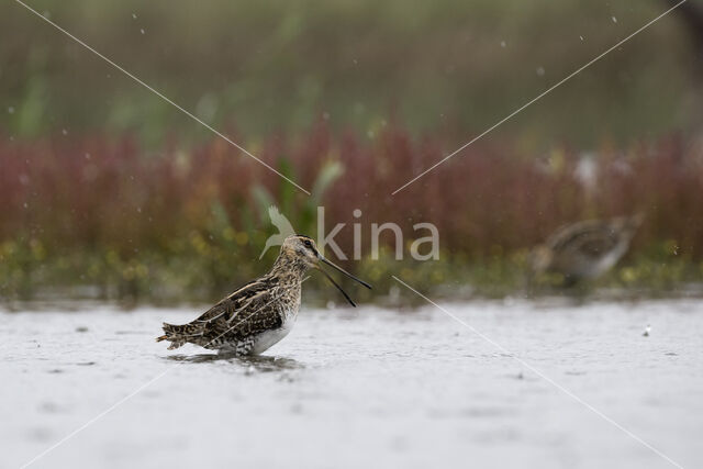 Watersnip (Gallinago gallinago)