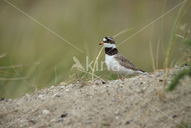 Bontbekplevier (Charadrius hiaticula)