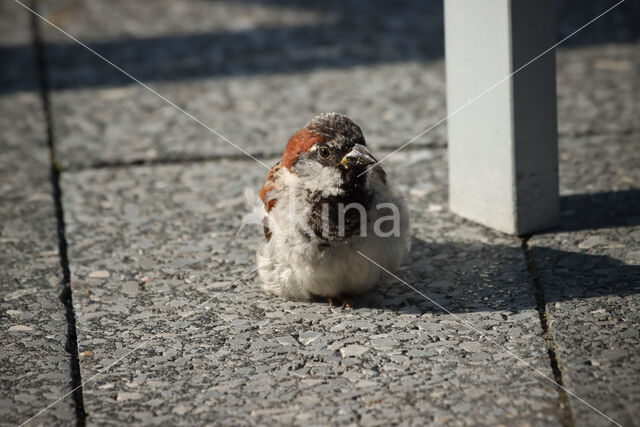 Huismus (Passer domesticus)