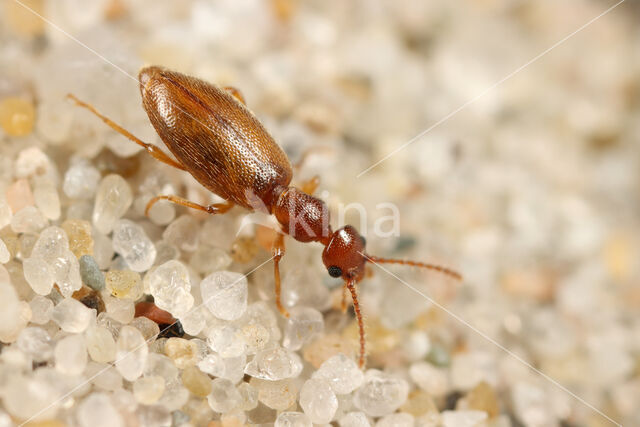 Cordicollis instabilis