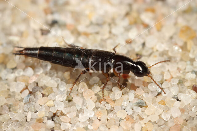 Quedius nitipennis