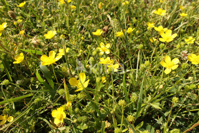 Behaarde boterbloem (Ranunculus sardous)