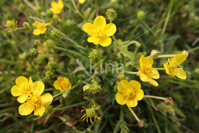 Behaarde boterbloem (Ranunculus sardous)